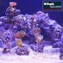 Dupla-Marin Reef Former 500G-3
