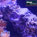 Dupla-Marin Reef Former 500G-4