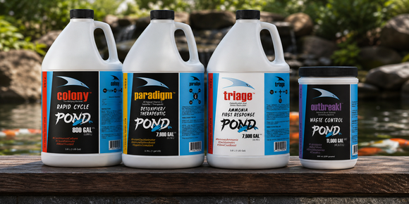 Colony Pond Nitrifying Bacteria
